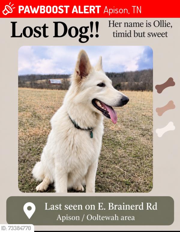 Lost Female Dog last seen E brainerd Rd between Coyote Trail & London Ln-Ooltewah/Apison area, Apison, TN 37302