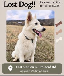 Lost Female Dog last seen E brainerd Rd between Coyote Trail & London Ln-Ooltewah/Apison area, Apison, TN 37302