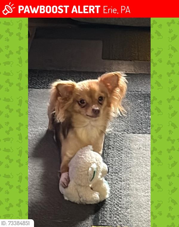 Lost Female Dog last seen Near Franklin Ave Erie PA 1511, Erie, PA 16511