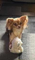 Lost Female Dog last seen Near Franklin Ave Erie PA 1511, Erie, PA 16511