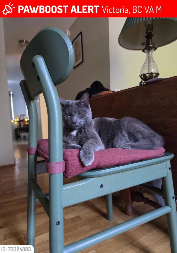 Lost Male Cat last seen Near esquimalt rd, Victoria, BC V9A 3M7