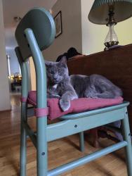 Lost Male Cat last seen Near esquimalt rd, Victoria, BC V9A 3M7