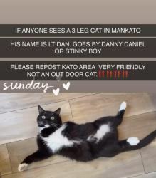 Lost Male Cat last seen Ramsey St, Mankato, MN 56001