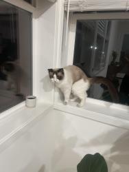 Found/Stray Unknown Cat last seen great park, Irvine, CA 92618