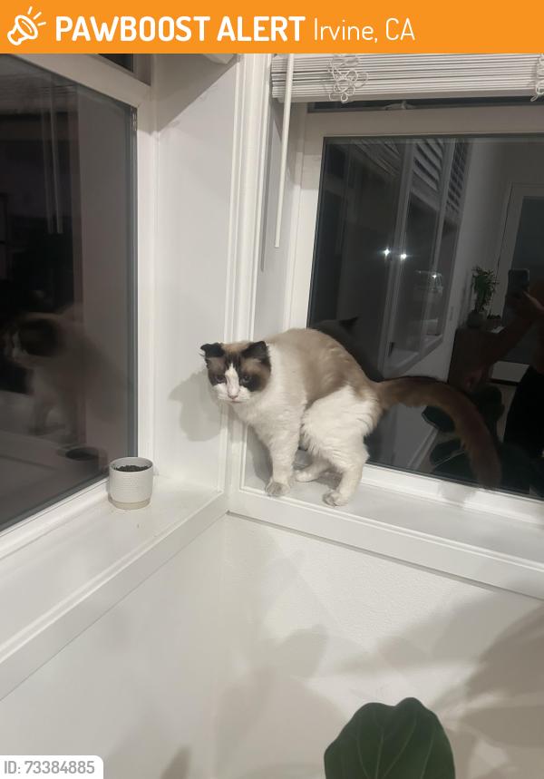 Found/Stray Unknown Cat last seen great park, Irvine, CA 92618