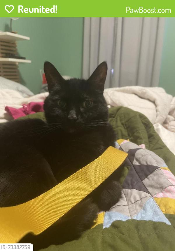 Reunited Female Cat last seen Pearl and Calhoun St, Alameda, Alameda, CA 94501
