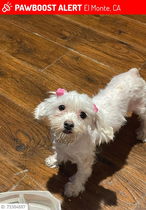 Lost Female Dog last seen by corner, El Monte, CA 91732