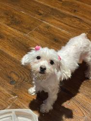 Lost Female Dog last seen by corner, El Monte, CA 91732
