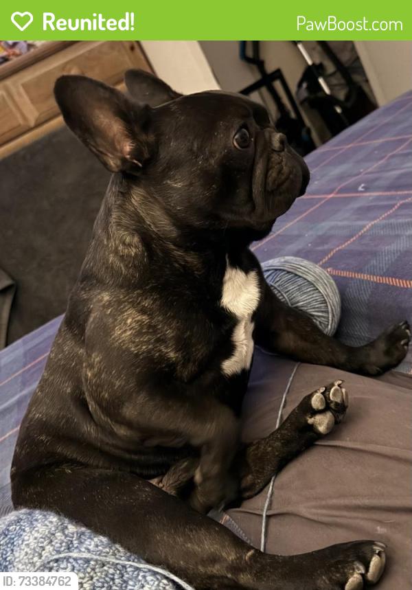 Reunited Male Dog last seen Blue Duck and speckle, Foothill Farms, CA 95842