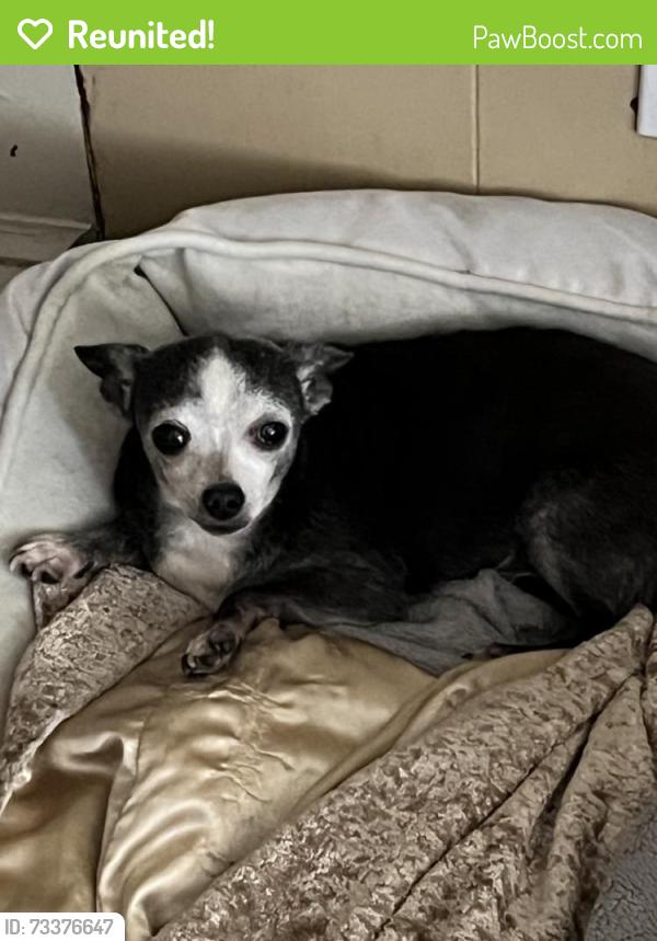 Reunited Female Dog last seen N Jasmine Ave & W 5th St, Ontario, CA 91762, USA, Ontario, CA 91762