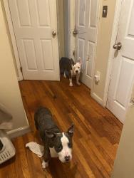 Lost Male Dog last seen Club dr., Lithonia, GA 30058