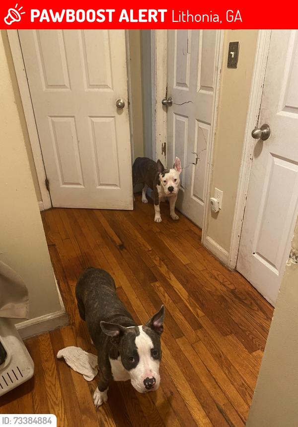 Lost Male Dog last seen Club dr., Lithonia, GA 30058