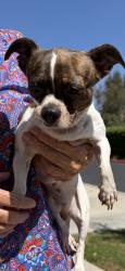 Found/Stray Female Dog last seen Zehner & Draft Way, Placentia, Placentia, CA 92870