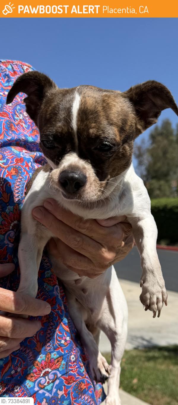 Found/Stray Female Dog last seen Zehner & Draft Way, Placentia, Placentia, CA 92870