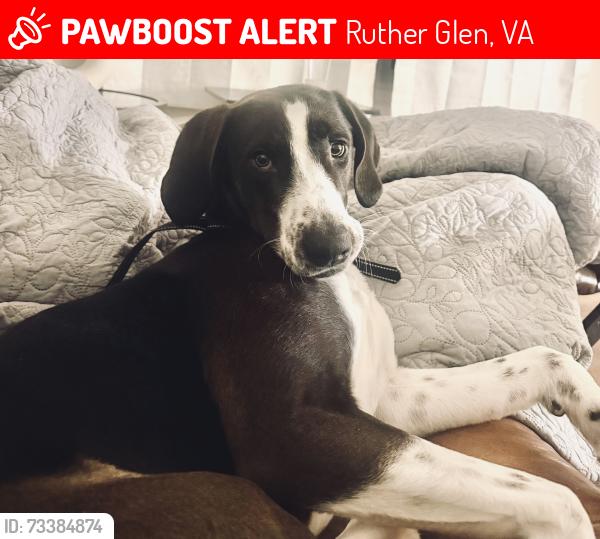 Lost Male Dog last seen Currin Street, Ruther Glen, VA 22546