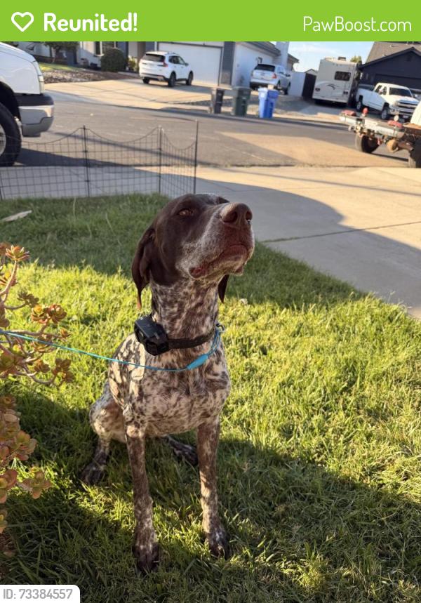 Reunited Female Dog last seen Hwy 4 and Bixler, Discovery Bay, CA 94505