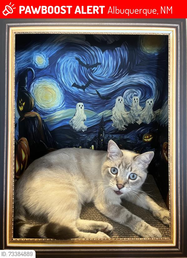 Lost Male Cat last seen Timberline/Pepperwood, Albuquerque, NM 87120