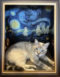 Lost Male Cat last seen Timberline/Pepperwood, Albuquerque, NM 87120