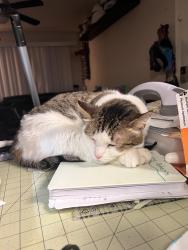 Lost Female Cat last seen Near e Thunderbird rd ., Phoenix, AZ 85022