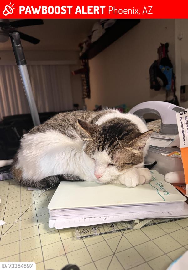 Lost Female Cat last seen Near e Thunderbird rd ., Phoenix, AZ 85022