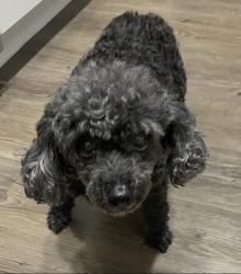 Reunited Female Dog last seen Near S Texas 6, Houston, TX 77083, USA, Houston, TX 77083