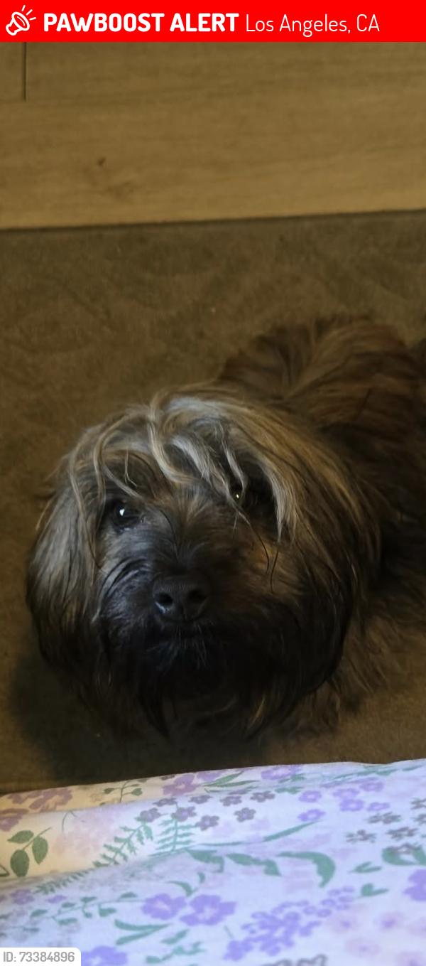Lost Male Dog last seen West view st and washington, Los Angeles, CA 90016
