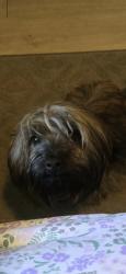 Lost Male Dog last seen West view st and washington, Los Angeles, CA 90016