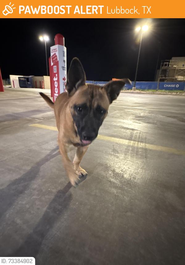 Found/Stray Male Dog last seen toot n totum, Lubbock, TX 79416