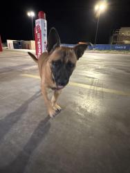 Found/Stray Male Dog last seen toot n totum, Lubbock, TX 79416