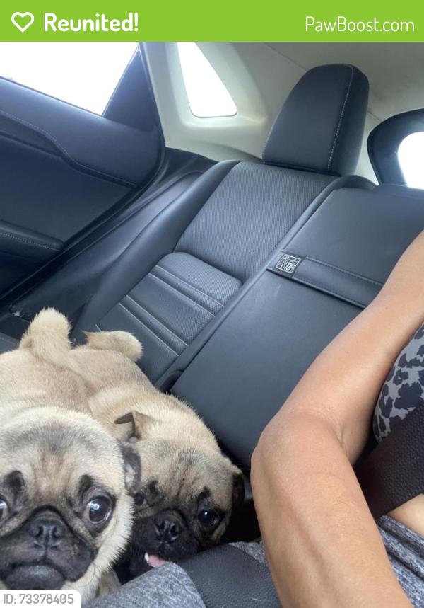 Reunited Female Dog last seen Grove and cherry, Wildomar, CA 92595
