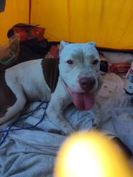 Found/Stray Female Dog last seen Arkansas Lane and Sherry St, Arlington, TX 76010