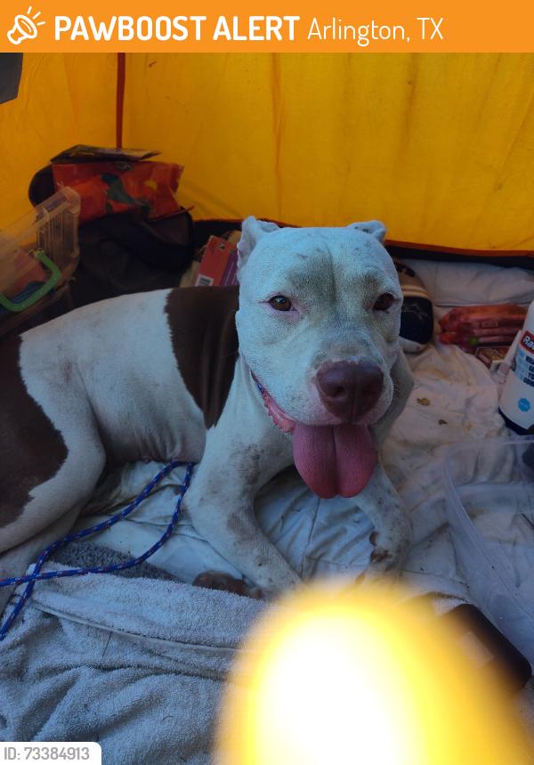 Found/Stray Female Dog last seen Arkansas Lane and Sherry St, Arlington, TX 76010