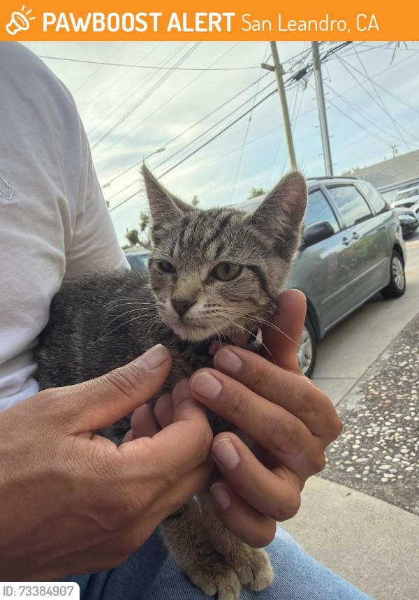 Found/Stray Female Cat last seen Manor Blvd, Juniper St, San Leandro, CA 94579
