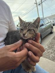Found/Stray Female Cat last seen Manor Blvd, Juniper St, San Leandro, CA 94579