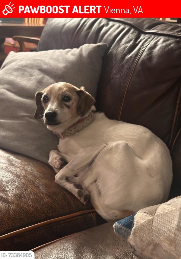 Lost Female Dog last seen East Meredith Drive, Vienna, VA 22181