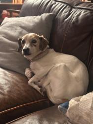 Lost Female Dog last seen East Meredith Drive, Vienna, VA 22181