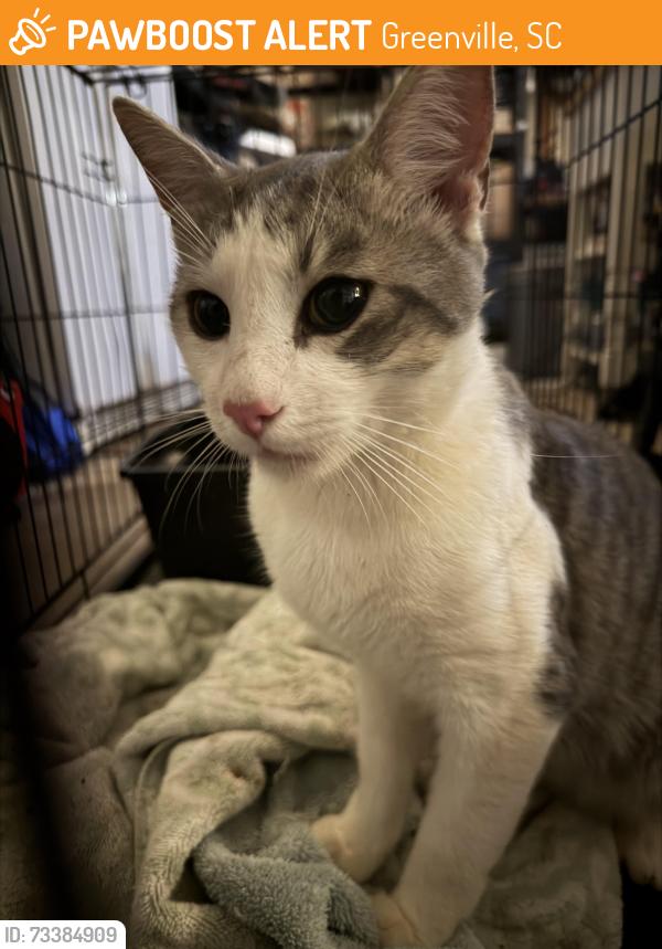 Found/Stray Male Cat last seen First Baptist Church Greenville, Greenville, SC 29601