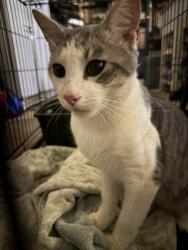 Found/Stray Male Cat last seen First Baptist Church Greenville, Greenville, SC 29601