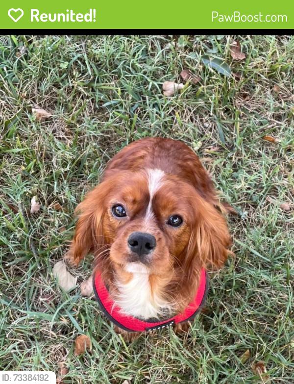 Reunited Male Dog last seen Near Burgess Lane, Spring Hill, TN 37174