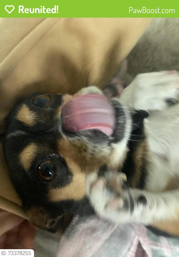 Reunited Female Dog last seen Amigo snd Hart, Los Angeles, CA 91335
