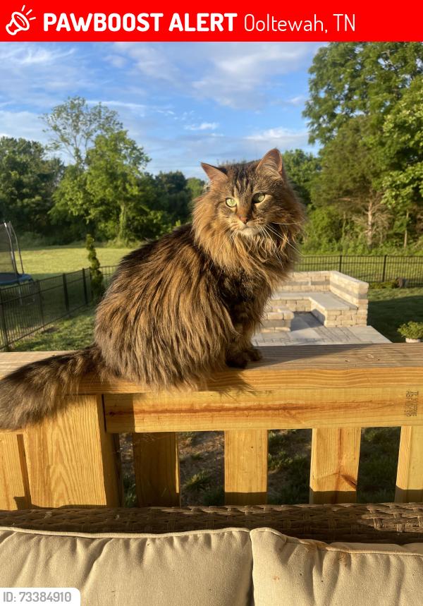 Lost Female Cat last seen Providence Rd Ooltewah, Ooltewah, TN 37363