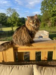 Lost Female Cat last seen Providence Rd Ooltewah, Ooltewah, TN 37363