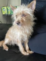 Found/Stray Female Dog last seen Glendora, Glendora, CA 91740