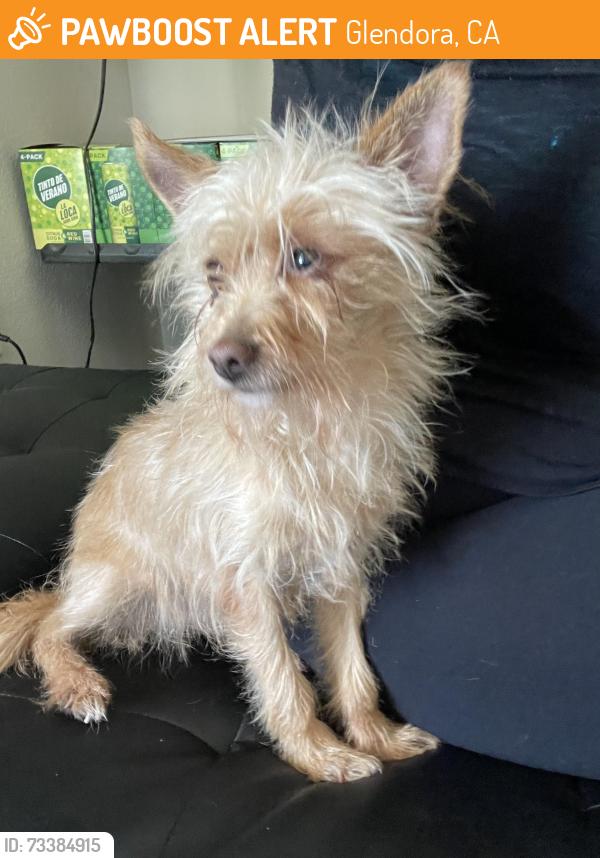 Found/Stray Female Dog last seen Glendora, Glendora, CA 91740