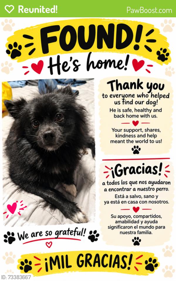 Reunited Male Dog last seen Kellogg Park, Elizabeth, NJ 07201