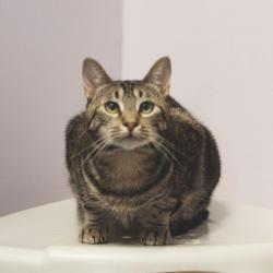 Shelter Stray Female Cat last seen , 8020 Washington St, Port Richey, FL 34668, USA
