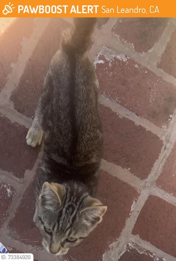 Found/Stray Female Cat last seen Manor Blvd, Juniper St, San Leandro, CA 94579