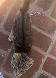 Found/Stray Female Cat last seen Manor Blvd, Juniper St, San Leandro, CA 94579