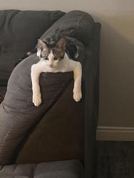 Lost Male Cat last seen Brimhall and Callaway, Bakersfield, CA 93312