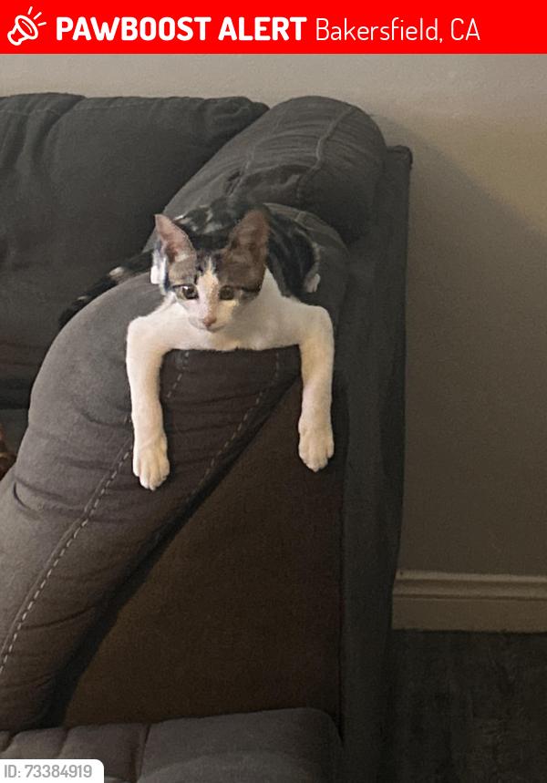 Lost Male Cat last seen Brimhall and Callaway, Bakersfield, CA 93312